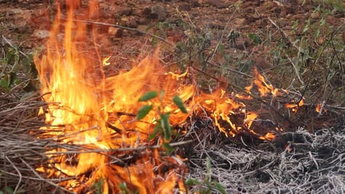 Wildfire rages through a forest consuming everything in its path