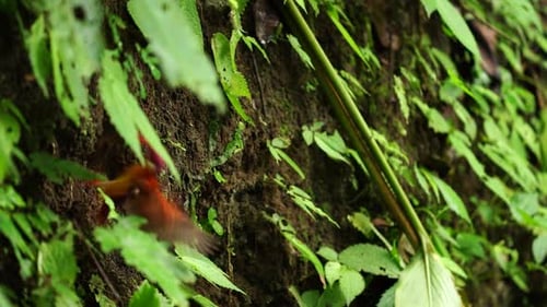 a Rufous-backed kingfisher or Ceyx rufidorsa bird came out its nest which was a hole in a cliff fill