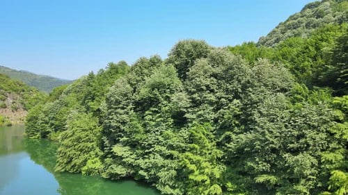 aerial lake forest