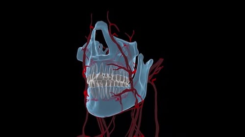 3D Animation of Human Jawbone and Blood Vessels