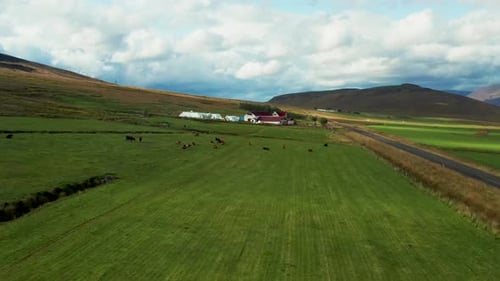 Aerial view of farm and grazing cattle, Iceland.