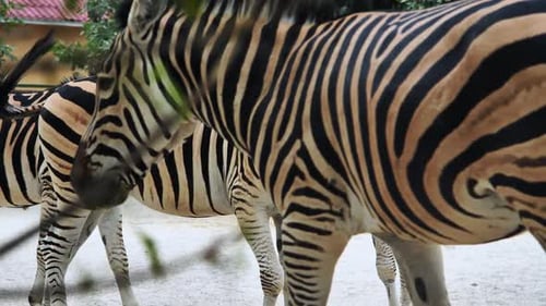 Zebras Grazing Together Inside Wildlife Park Herd Socializing Near Fenced Habitat