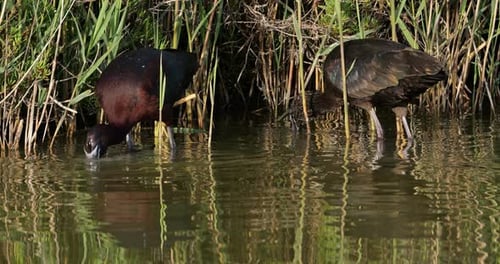 Glossy ibis, Plegadis falcinellus, Camargue, France