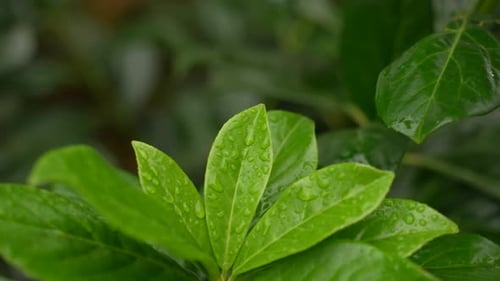 Green Leaves with Water Droplets Close Up