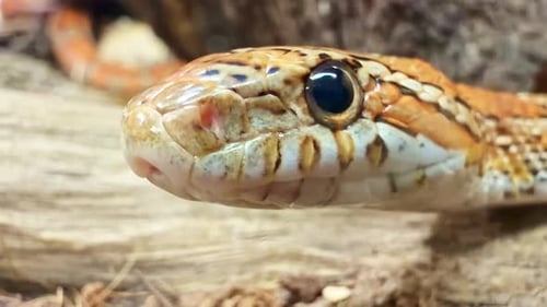 Corn snake (Pantherophis guttatus) close-up showing head detail, scales and tongue flick behavior