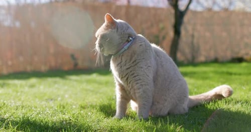 Scottish Cat Close Up in Backyard Garden Gray Furry Cat Outdoor Sitting on Lawn