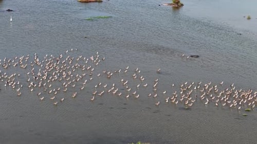 Aerial drone view of sandpipers wading in wetland