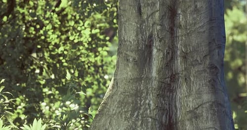 Exploring the Serenity of a Lush Green Forest Under Soft Sunlight