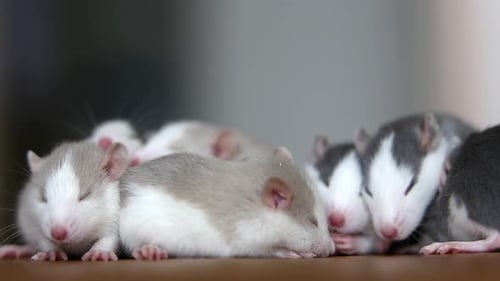 Adorable Rats Snuggling Indoors