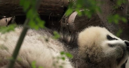 Giant Panda Bear Resting in Lush Forest Environment
