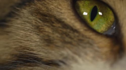 Cat Eye Macro 2K