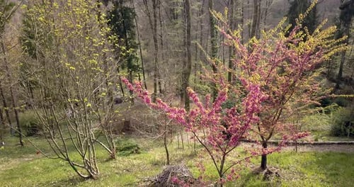 Beautiful tree with pink flowers in Arboretum of Aubonne, Switzerland. Aerial