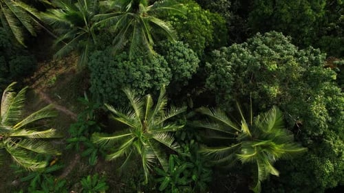 Aerial View of Vibrant and Lush Tropical Palm Forests Surrounded By Natures Beauty
