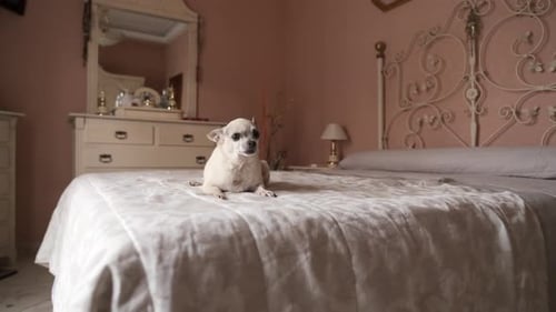 Lindo perro chihuahua blanco sentado en una acogedora cama en el dormitorio