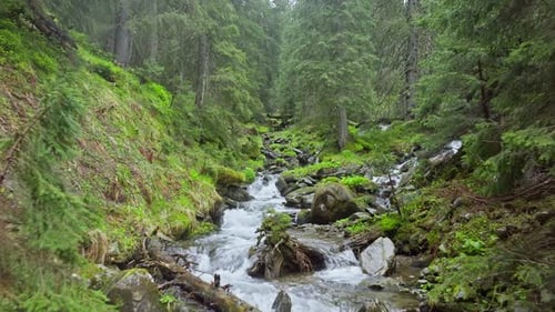 Forest River Stone Water Mountains Wood Valley Tree Travel