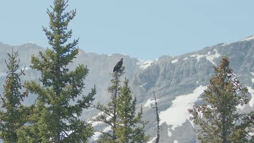 Golden eagle perched on top of tree in Canadian Rocky mountains