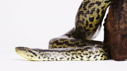 Anaconda jaune sur fond blanc glissant lentement