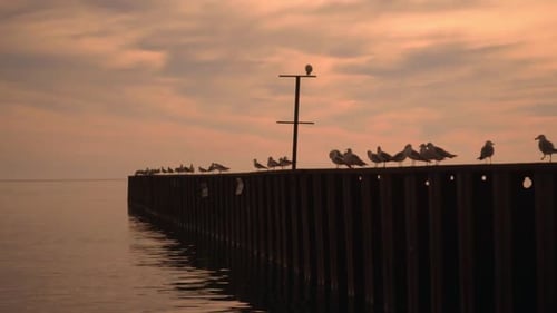 Seagulls Sitting on Pier. Sea Pier with Sea Gulls at Sunset. Sea
