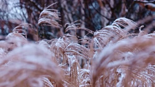 Long grass covered in fresh snow gently swaying in the wind