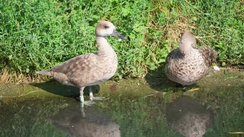 Gros plan sur les canards sauvages dans le lac