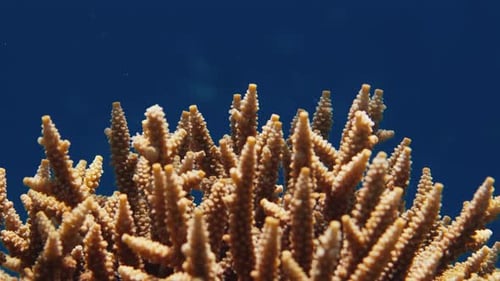 Underwater View of the Fishy Coral Reef in Indonesia Near the Alor Island