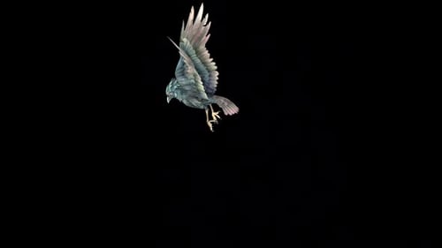 Carrion Crow Fly Idle 4
