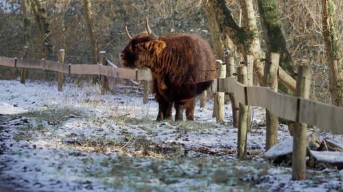 Highland Cow in a Snowy Pasture in Winter
