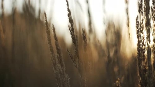 Sunlit Wheat Stalks at Sunrise or Sunset