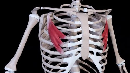 Human Pectoralis Minor Muscle Anatomy 3D Animation