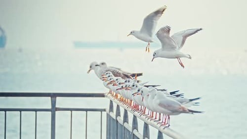 4K Möwe