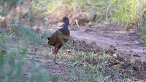 Wild close-up Grey-cowled Wood-Rail walking bird in tropical rainforest jungle