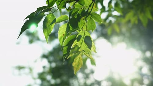 Sonnenschein durchdringt üppiges Laub, sanfte Sommerbrise raschelt helle Blätter unter dem Sonnenlicht