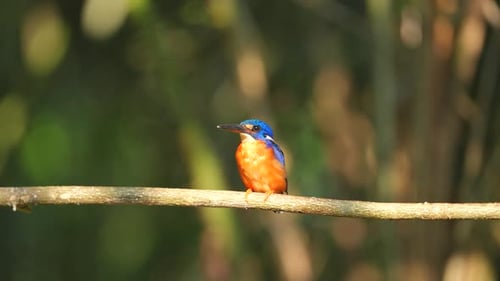 Vibrant Kingfisher Perched on Branch in Tropical Forest