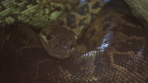 Kubanische Boa, Epicrates angulifer, diese Schlange ist vom Aussterben bedroht.