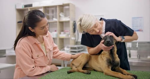 Veterinarian Checking Dog at Clinic with Owner