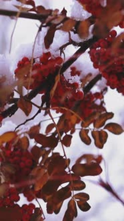Branches d'arbre sorb avec des frênes rouges dans la forêt d'hiver
