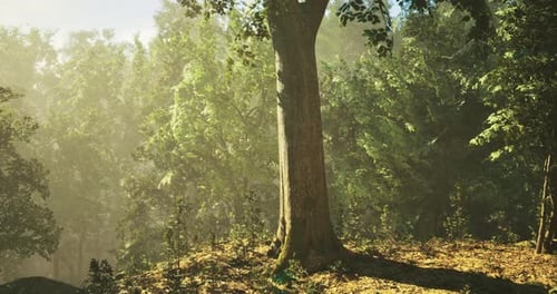 Sunlight Filters Through Trees in a Lush Forest During Morning Hours