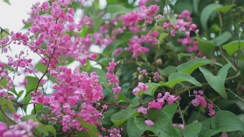 Pink Flowers Blooming on a Tropical Plant