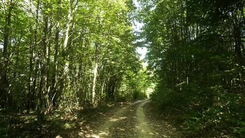 POV shot walk along shaded woodland track with yellow dappled sunlight