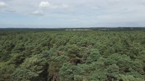 Low, slow aerial skims canopy of dense boreal forest in UK countryside