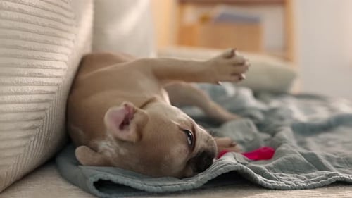 French Bulldog Puppy Lying on Bed with Toy