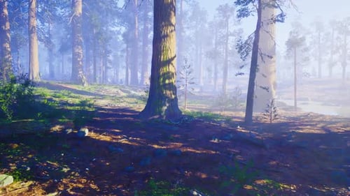 Enchanting Blue Fog Drapes Forest Floor While Birch Trees Reach Into Mist