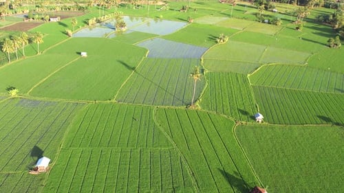 Aerial Rice Field