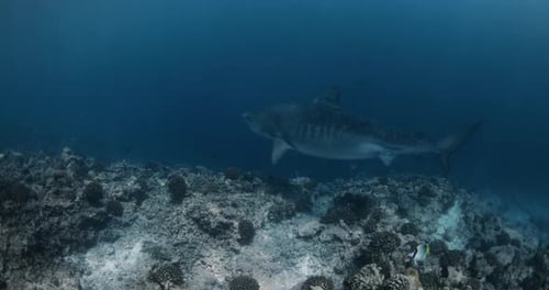 Tiger Shark Swimming Underwater in Ocean Tiger Sharks in Maldives