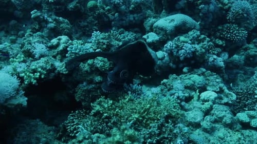 Octopus moving between corals in the reef of the Red Sea