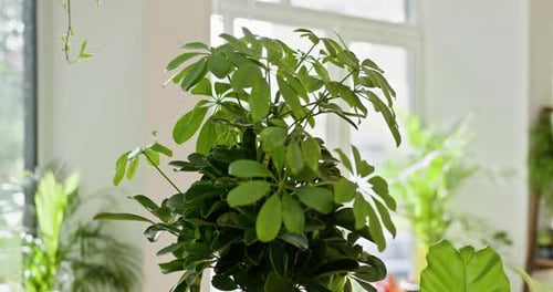 Large House Plant in Greenhouse Houseplants or Flower Shop Interior with