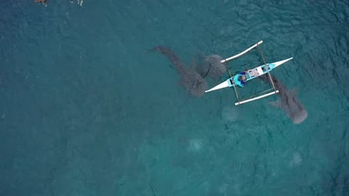 Aerial View of Whale Sharks Swimming Beside Boat