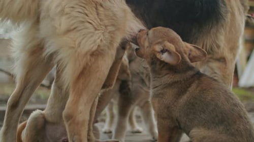 Un perrito muy pequeño corre feliz con orejas caídas por un jardín con hierba verde, casi