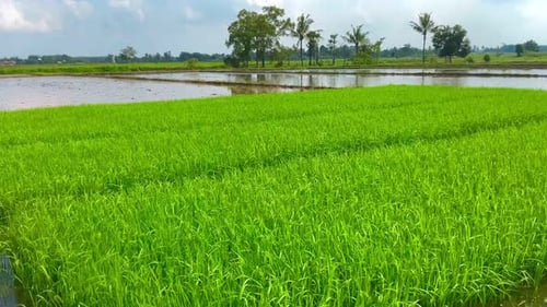 green and fresh rice plants in the rice fields
