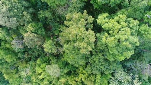 Forest Aerial View